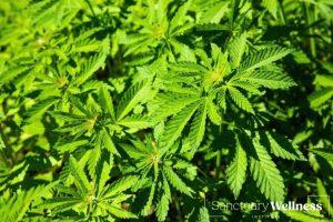 Difference Between Medical Marijuana and Recreational Marijuana
