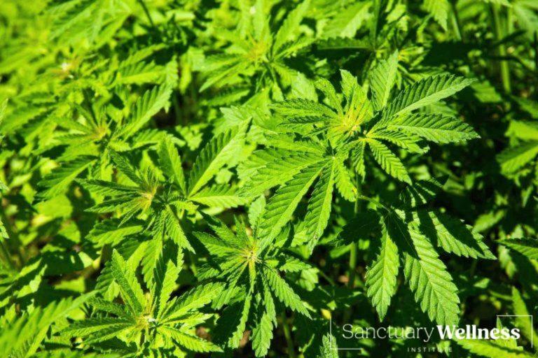 Difference Between Medical Marijuana and Recreational Marijuana