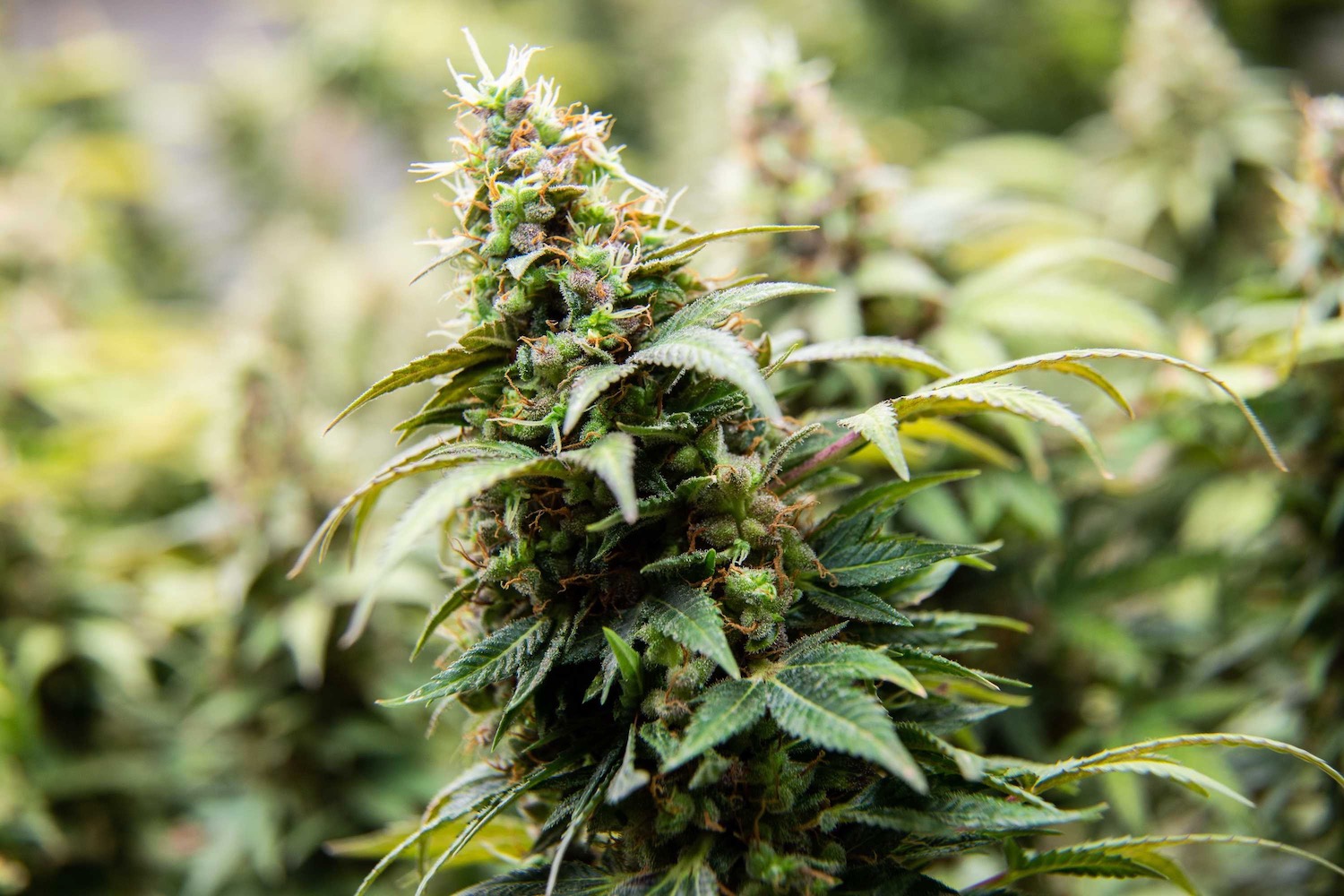 How to Grow Cannabis?