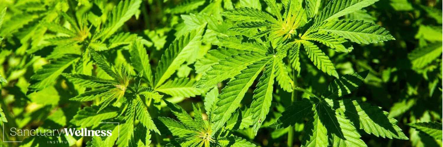 Medical Marijuana and Recreational Marijuana