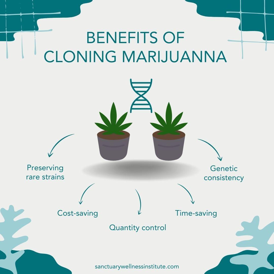 Benefits of Cloning Cannabis at Home