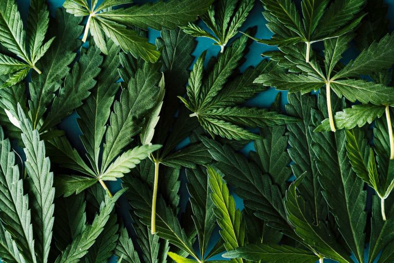 How to Harvest Cannabis?