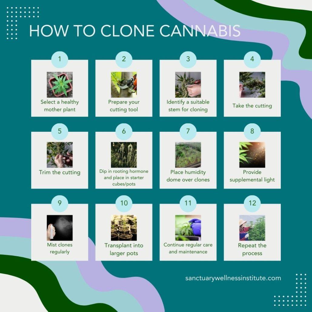 Step-by-Step Instructions for Cloning Cannabis