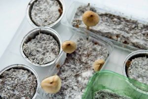 How to Get Psilocybin Assisted Therapy