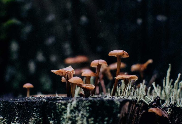 How to Grow Psilocybin Mushrooms?