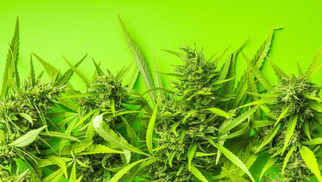 Differences Between Indica and Sativa Strains