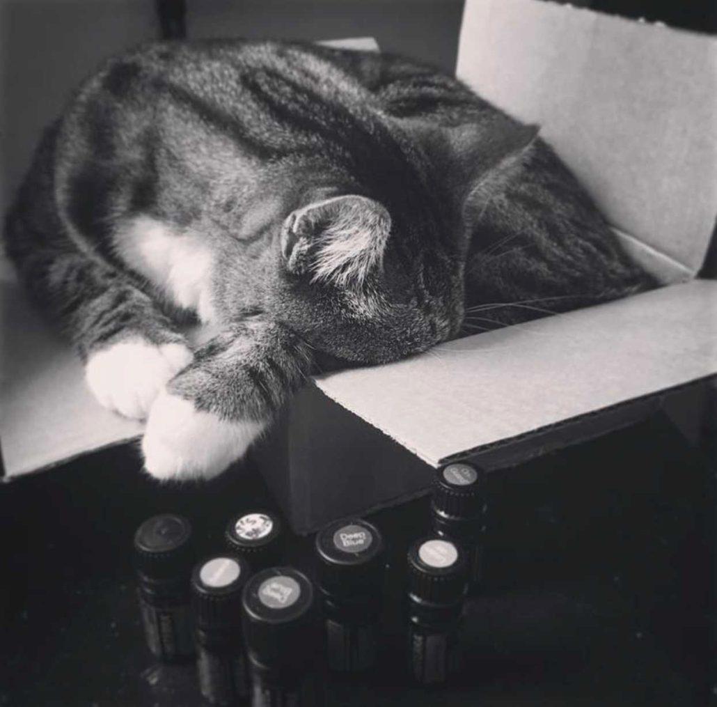 Essential oils that clearance deter cats from peeing