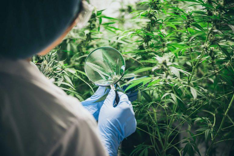 Early Signs of Male Marijuana Plant