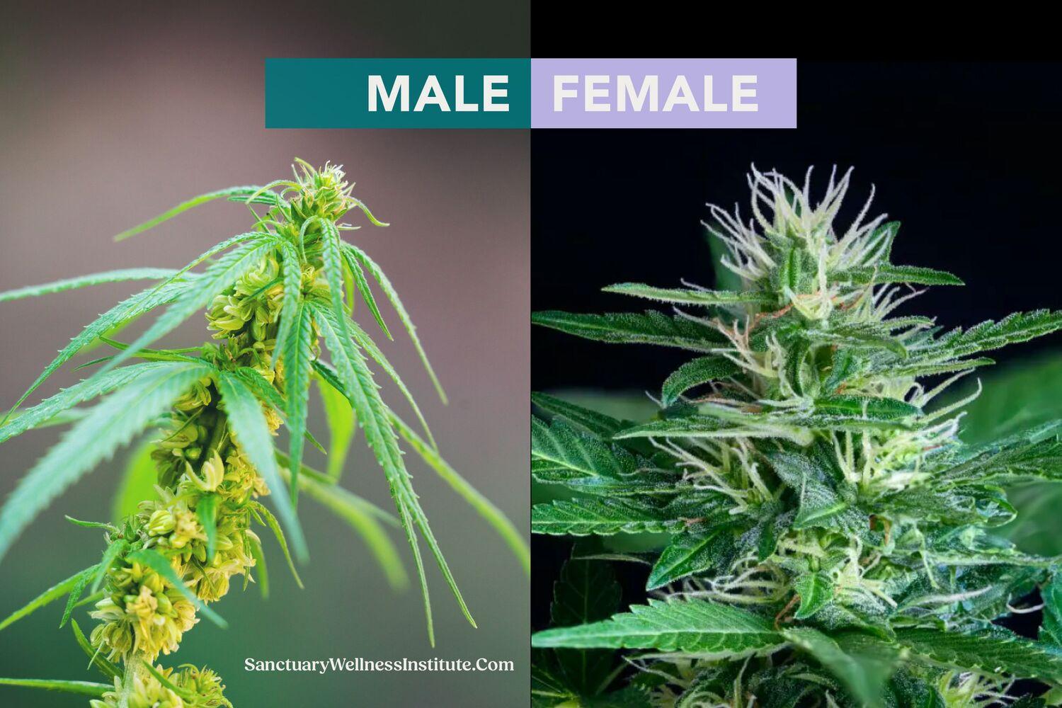 Early Signs of Male Marijuana Plant