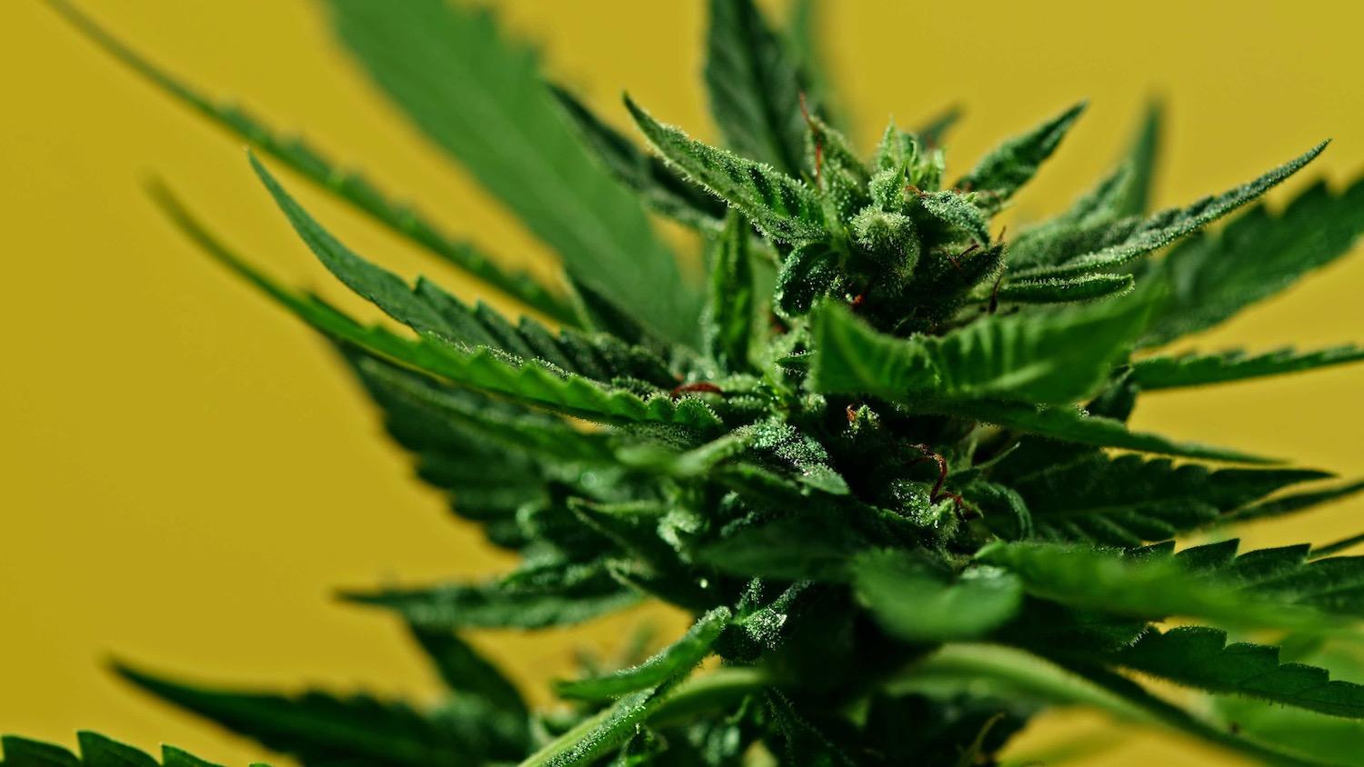 Weed Sexing: Male and Female Marijuana Plants