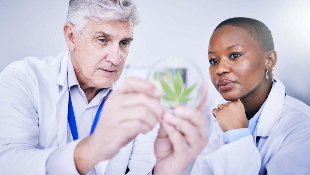 Choosing a Cannabis Doctor