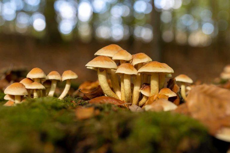Where Do Psilocybin Mushrooms Grow