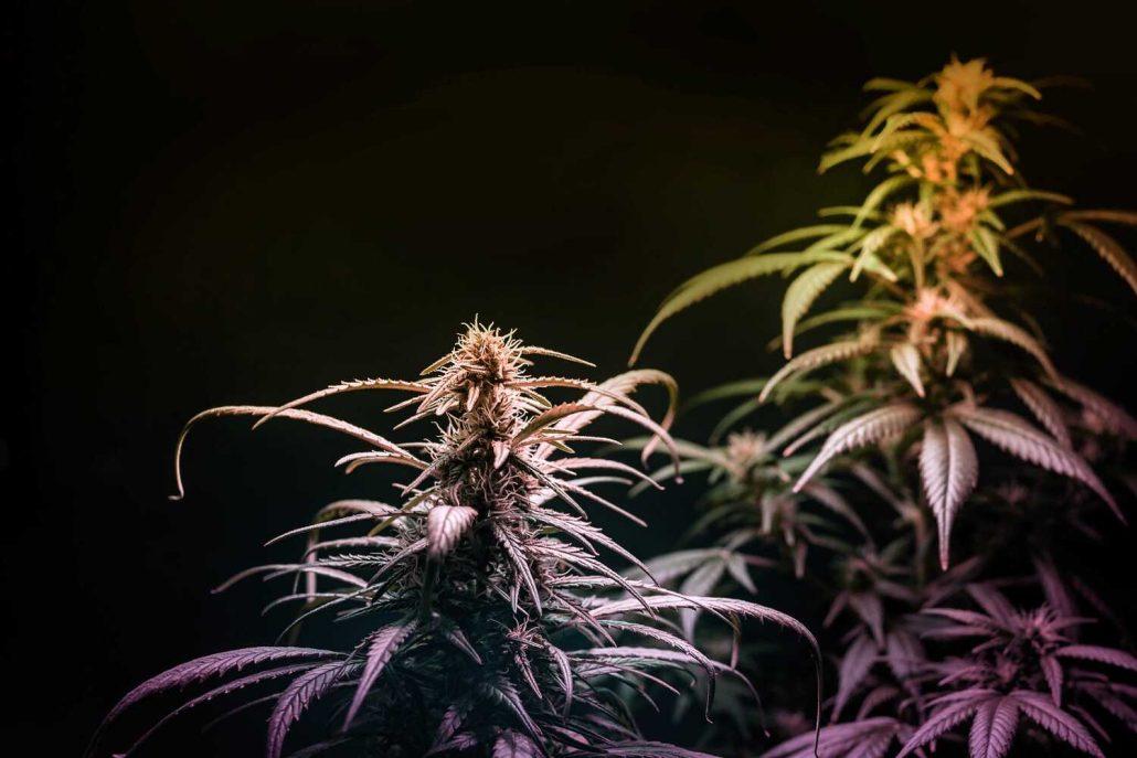 Best Sativa Strains for Ultimate Relaxation