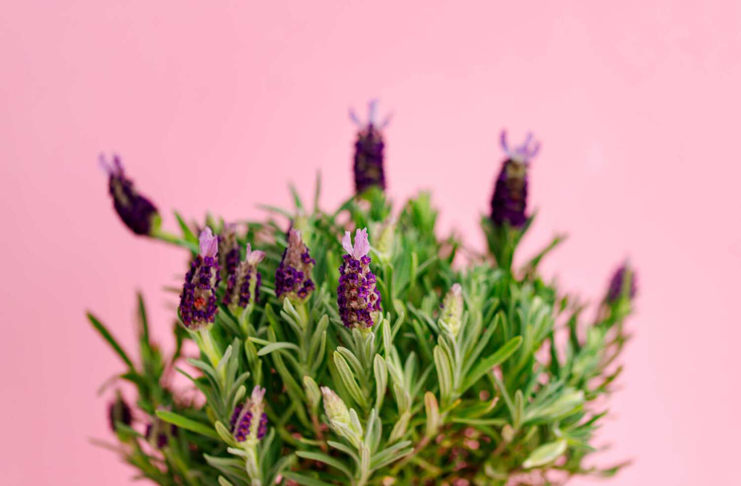 What Are the Side Effects of Linalool?