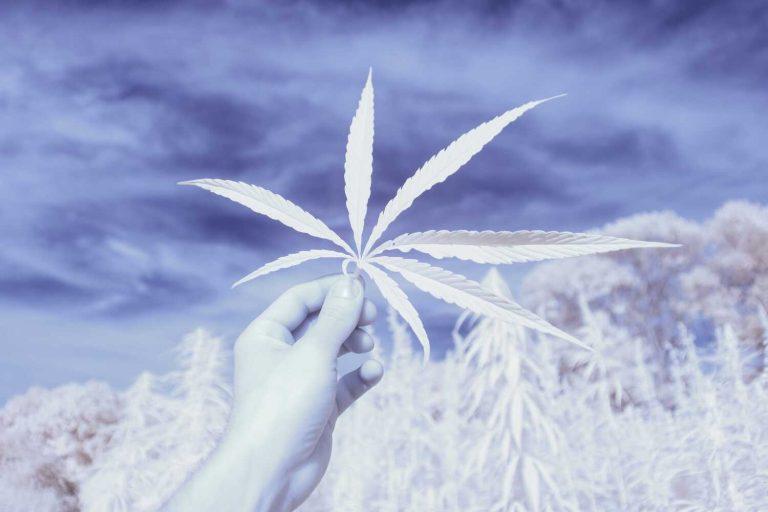 Medical Marijuana Without the High