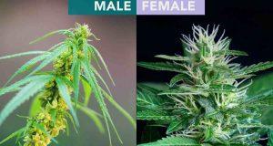 Early Signs of Male Marijuana Plant