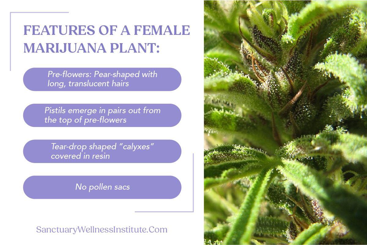 Female Marijuana Plant
