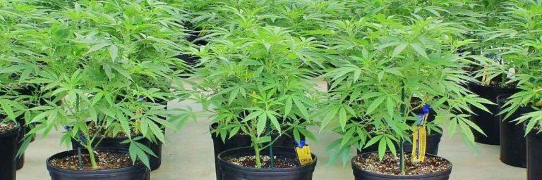 How to Clone Cannabis