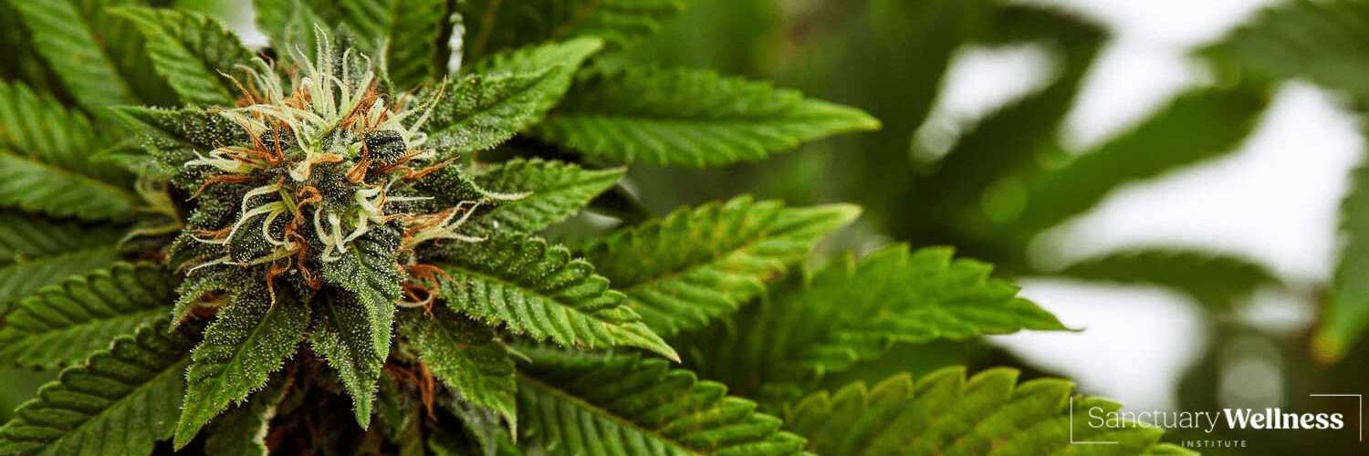72% of Americans Have Used Marijuana