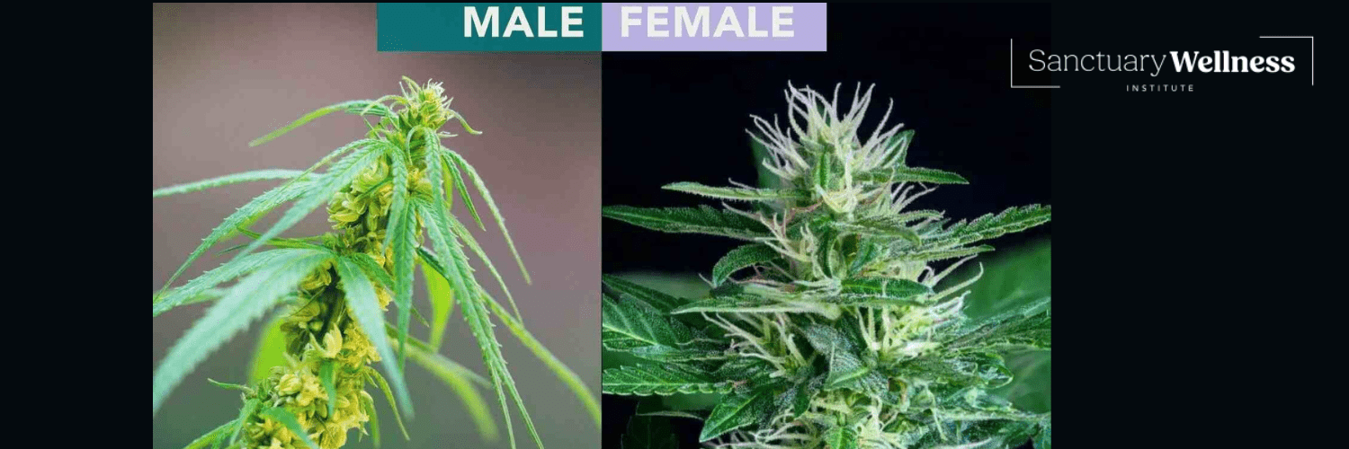 Early Signs of Male Marijuana Plant