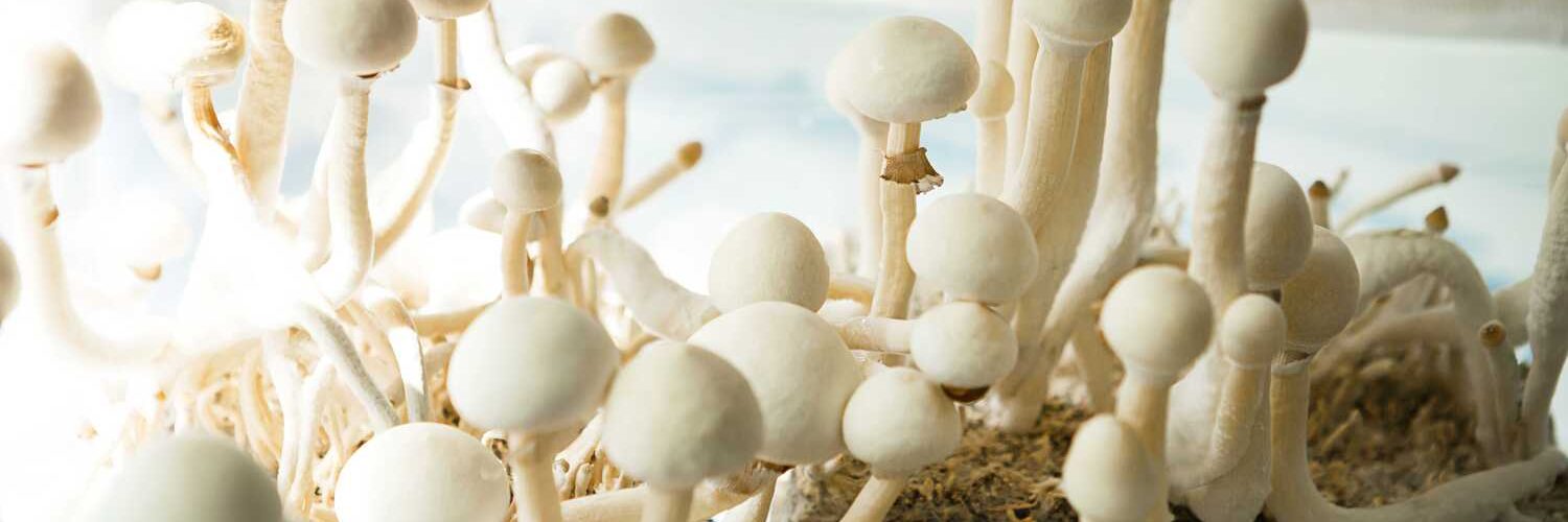 Guide to Psilocybin Therapy