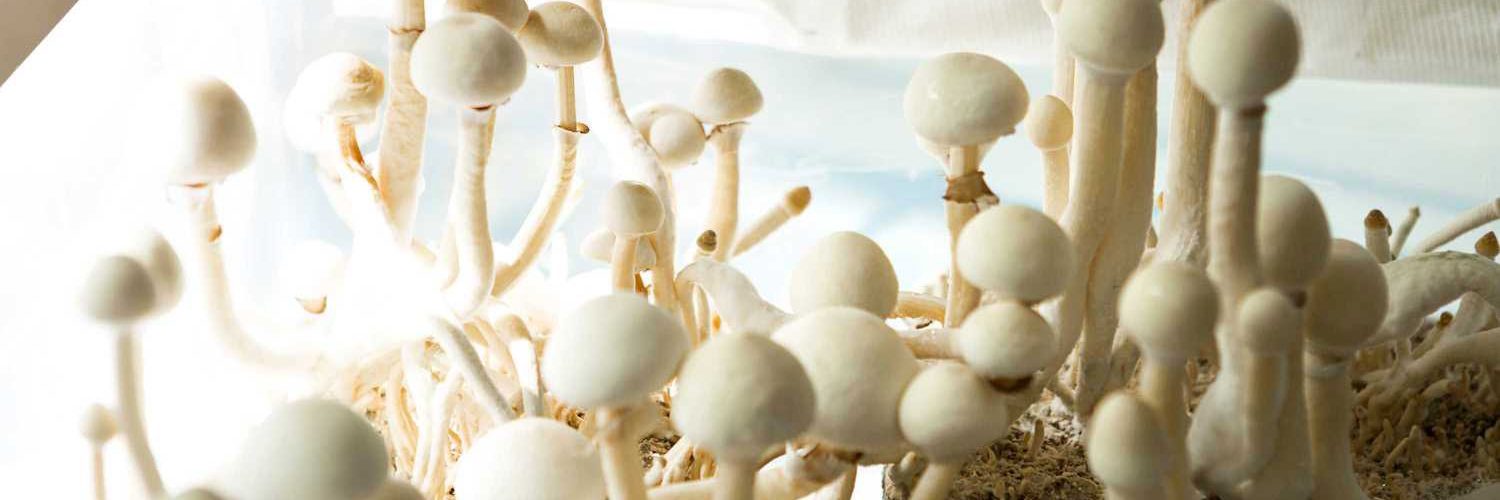 How Long Does Psilocybin Take to Kick In?
