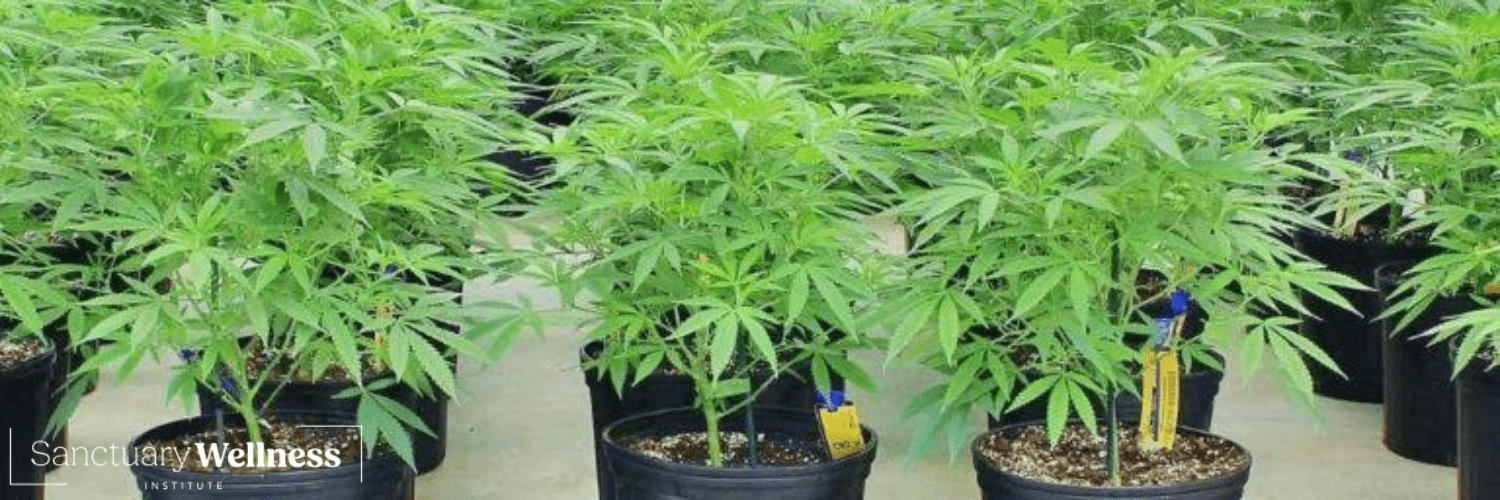 How to Clone Cannabis