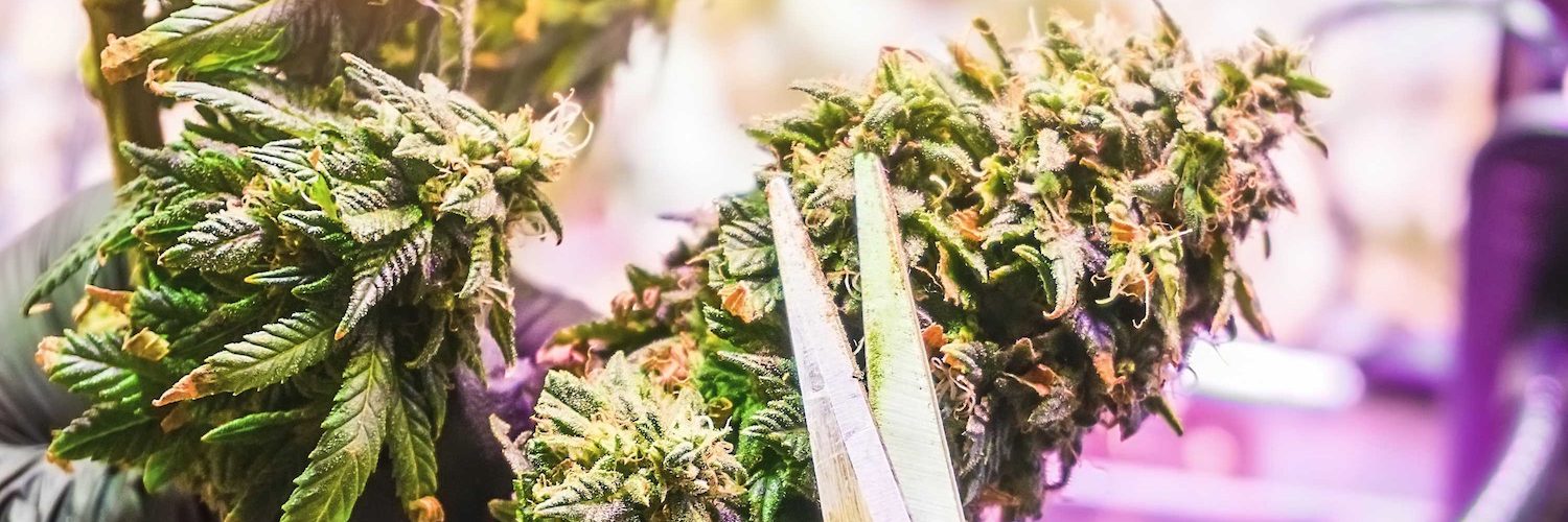 How to Cure Cannabis?