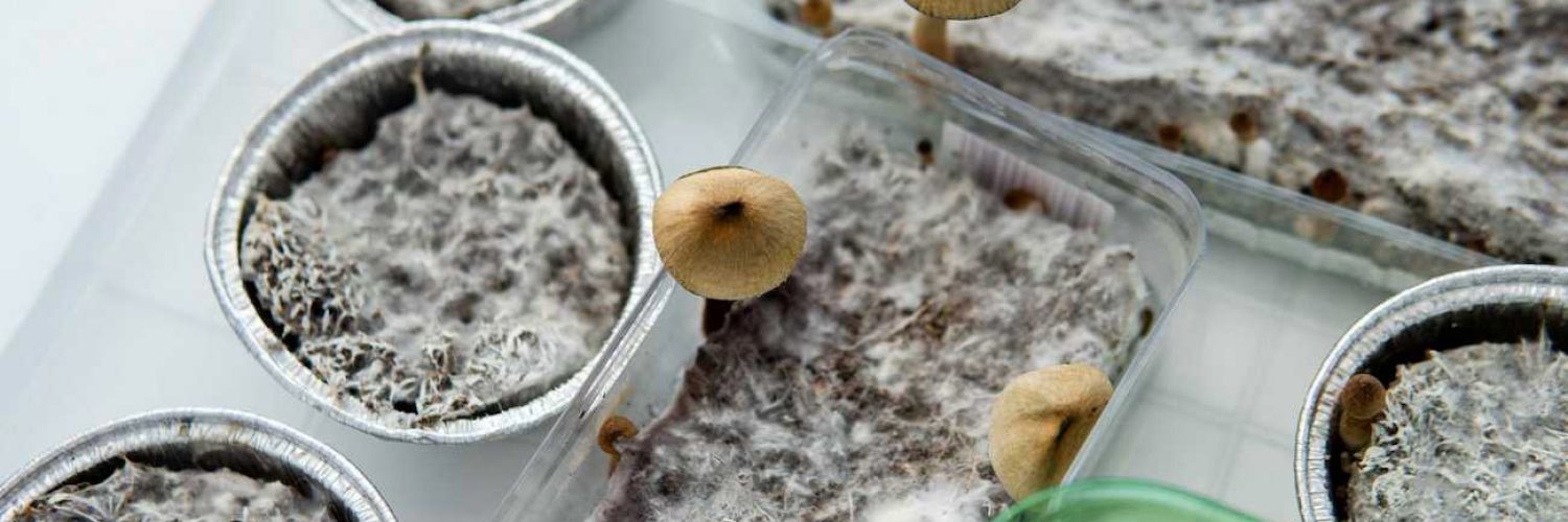 How to Get Psilocybin Assisted Therapy?