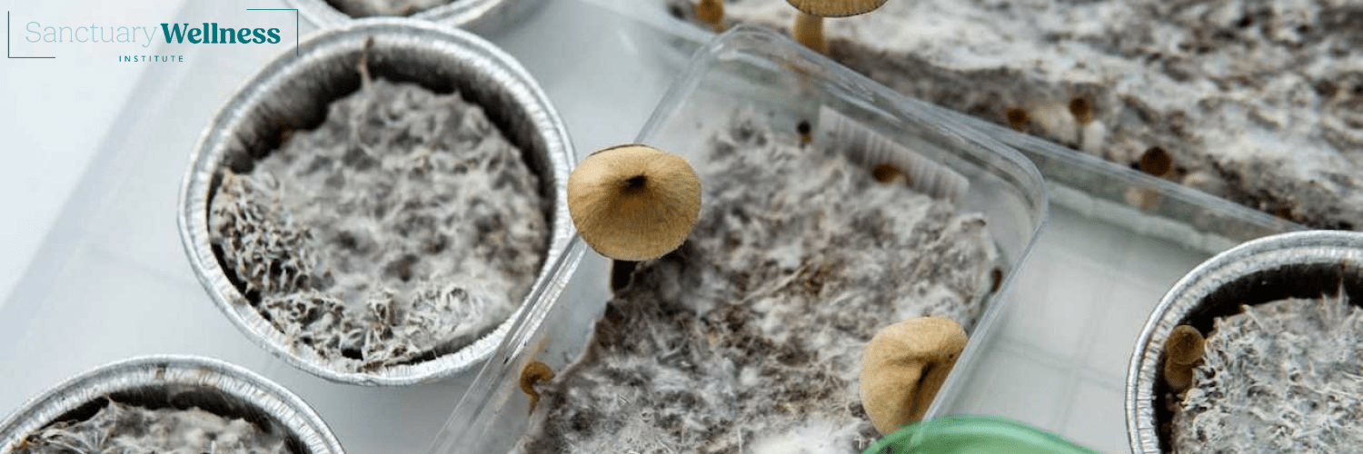 How to Get Psilocybin Assisted Therapy