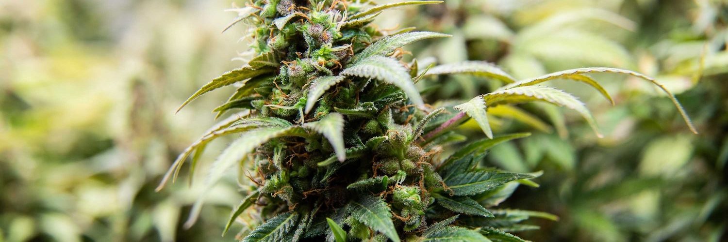 How to Grow Cannabis?