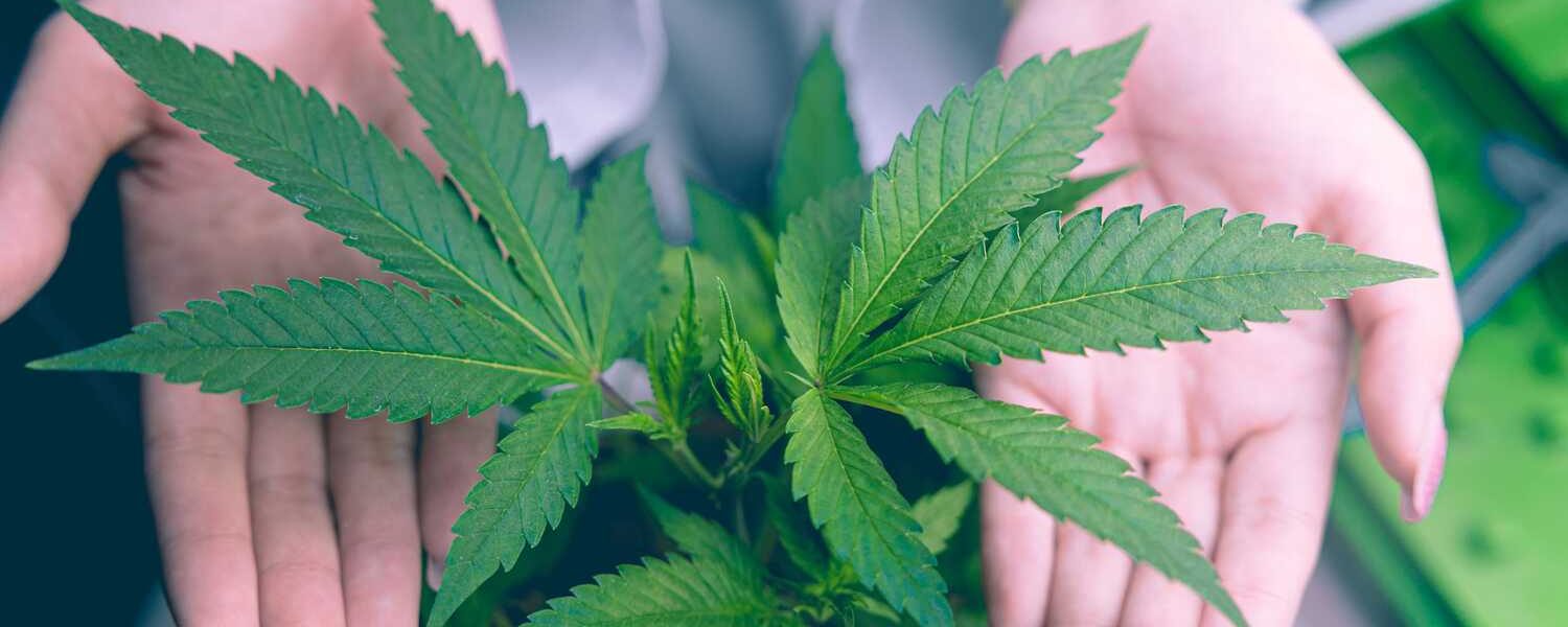 Medical Marijuana Be Prescribed to Minors