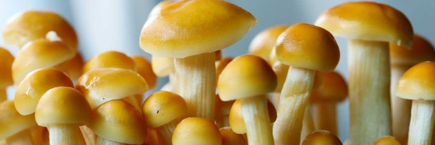 Species of Psilocybin Mushrooms