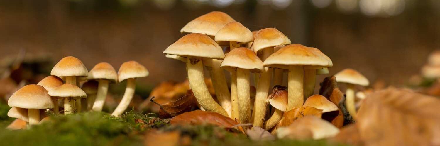 Where Do Psilocybin Mushrooms Grow?