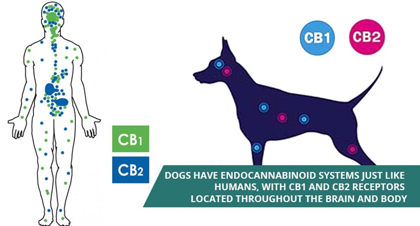 Endocannabinoid System in Dogs