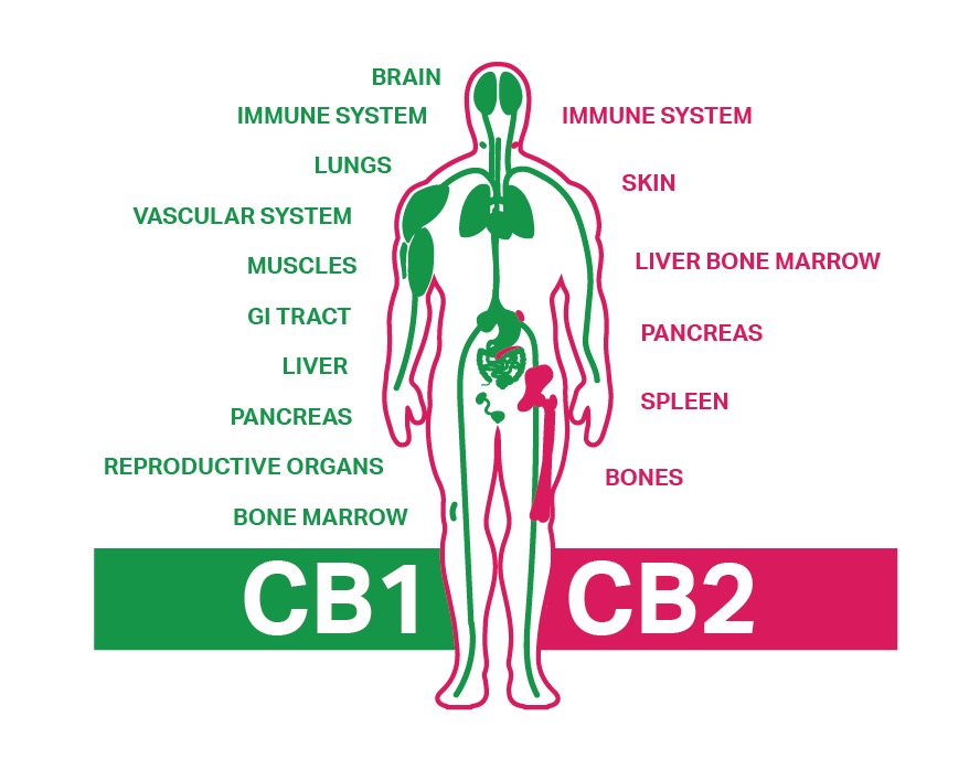 Endocannabinoid System CB1 and CB2 Receptors