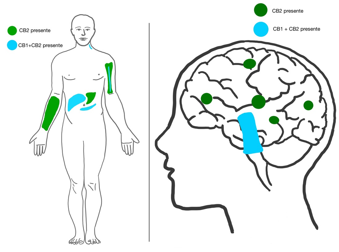 Endocannabinoid System History