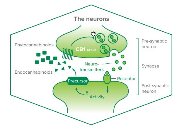 O mundo da Cannabis - O sistema Endocannabinoid