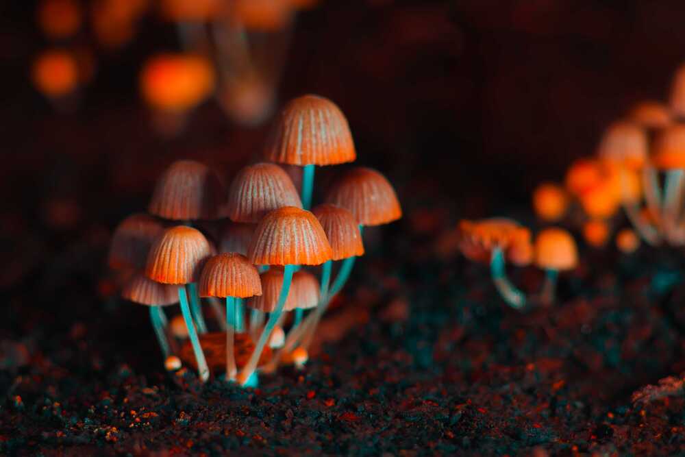 Psilocybin for Anxiety